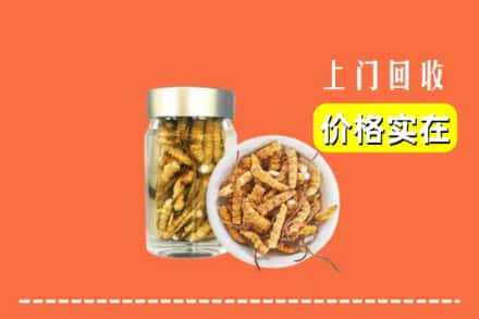 友好区回收散虫草